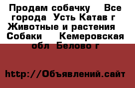 Продам собачку  - Все города, Усть-Катав г. Животные и растения » Собаки   . Кемеровская обл.,Белово г.